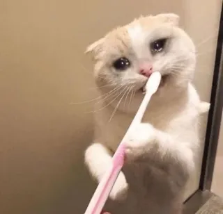 😩 猫, 歯磨き, 歯ブラシ, 泣く, 悲しい telegram sticker