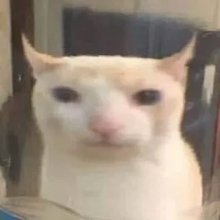🤖 cat, meme, funny, animal, pet telegram sticker