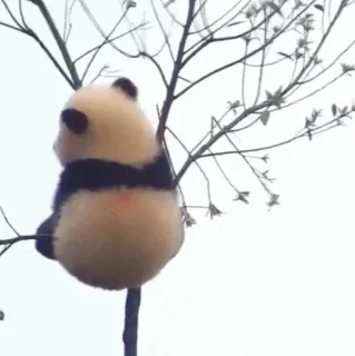 🐼 Panda, Animal, Lindo, Árbol, Escalando telegram sticker