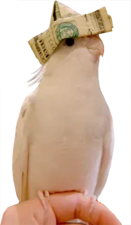😎 cockatiel, bird, money hat, dollar, pet, animal telegram sticker