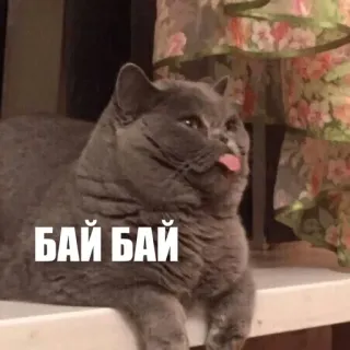 ✋ БАЙ БАЙ cat, russian, animal, sticker telegram sticker