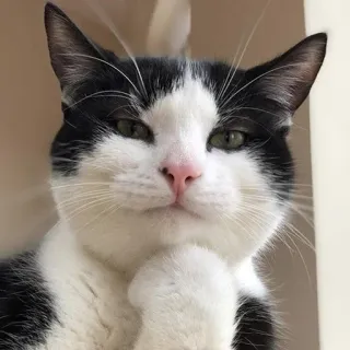 🤔 gatto, gatto tuxedo, pensando, animale domestico, animale, bianco e nero telegram sticker