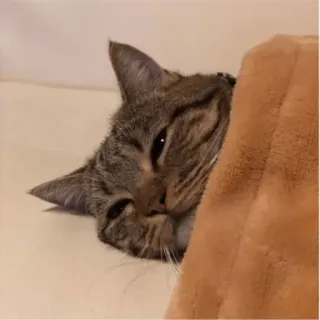 🪐 cat, cute, animal, pet, cozy, blanket, tabby telegram sticker