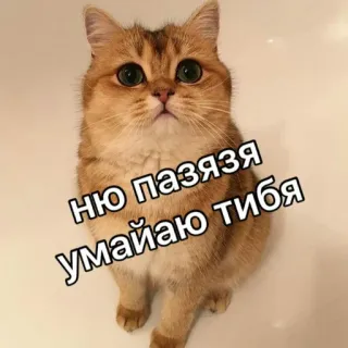 🤗 ню пазязя умайаю тибя кот, милый, питомец, мем, русский, смешной, животное telegram sticker