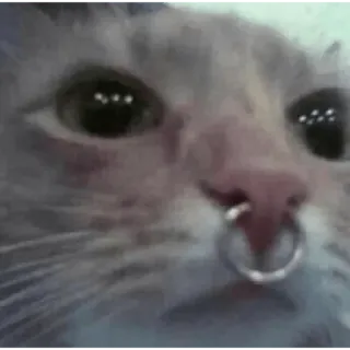 Cat Malayalam @sticker_pack_channel — @stckrRobot telegram stickers