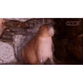 🚿 animal, capybara, mignon whatsapp sticker
