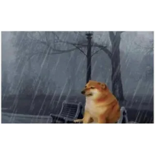 🌧 cane, triste, pioggia, Cheems, solo telegram sticker
