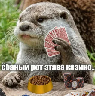 🎲 ёбаный рот этава казино... otter, casino, poker, gambling, animal, funny telegram sticker