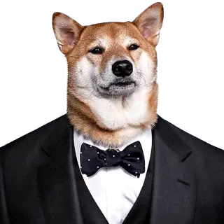😳 perro, shiba inu, traje, pajarita, ropa formal, animal telegram sticker