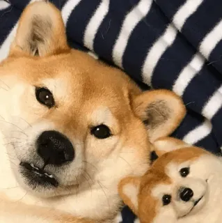 🐕 개, 시바견, 애완동물, 동물, 귀여운, 강아지 품종 whatsapp sticker