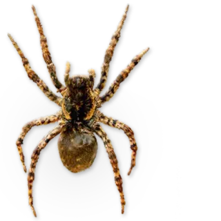 🕷 pająk, pajęczak, zwierzę, natura, owad, arachnofobia telegram sticker