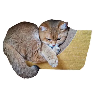 🐚 cat, animal, pet, cute, domestic, feline, kitten telegram sticker