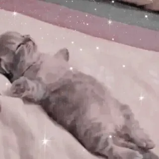 🐱 고양이, 새끼 고양이, 자는, 귀여운, 애완 동물 telegram sticker