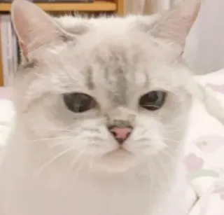 🍑 cat, animal, pet, cute, domestic cat, white cat, feline telegram sticker