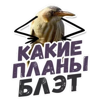 😎 КАКИЕ ПЛАНЫ БЛЭТ bird, russian, plans, offensive, swear whatsapp sticker