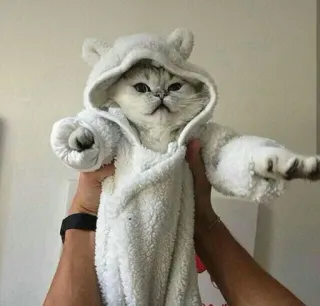 😍 kucing, anak kucing, hewan, imut, hewan peliharaan, handuk, hewan peliharaan telegram sticker