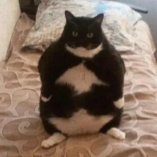 😠 猫, 動物, ペット, 黒猫, 家畜, 哺乳類, ネコ科 telegram sticker