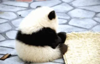 😣 panda, animal, cute, baby panda, bear telegram sticker