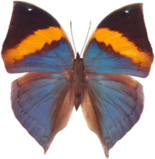 🐝 butterfly, insect, blue, orange, wings, nature whatsapp sticker