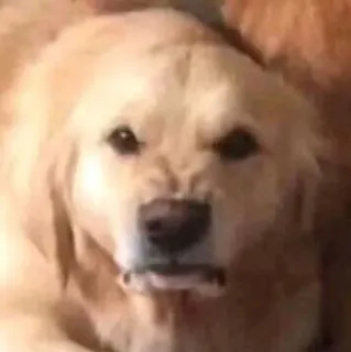 😠 dog, golden retriever, angry, animal, pet, meme, funny telegram sticker