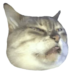 ✳️ cat, funny, animal, meme, face whatsapp sticker