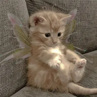 🌟 cat, kitten, wings, fairy, cute, animal, pet whatsapp sticker
