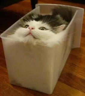 📦 gato, caja, gracioso, mascota telegram sticker