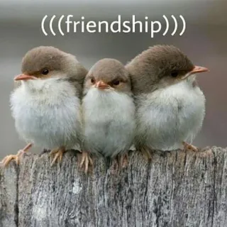 😊 ((friendship)) amitié, oiseaux, mignon, animaux, nature, troglodyte, ensemble telegram sticker