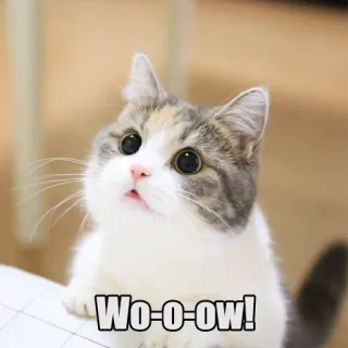 😳 Wo-o-ow! gato, meme, animal, lindo, gatito, meme de internet telegram sticker
