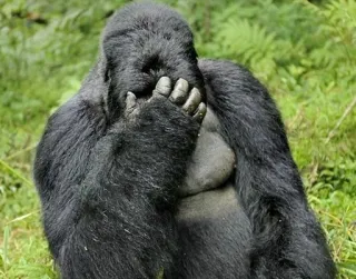 😣 gorilla, scimmia, animale, fauna selvatica, triste, facepalm, frustrazione telegram sticker