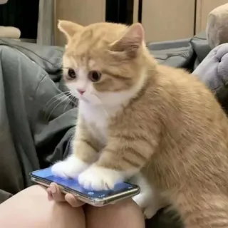 🐾 chat, chaton, téléphone, jouer, orange telegram sticker