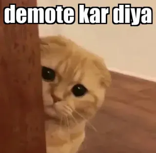 👀 demote kar diya gato, meme, desmotivar, triste, lindo, animal telegram sticker