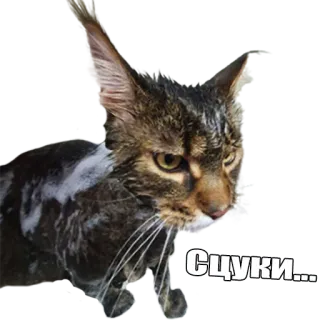 🤬 Сцуки... кот, мокрый, мат, животное, питомец telegram sticker