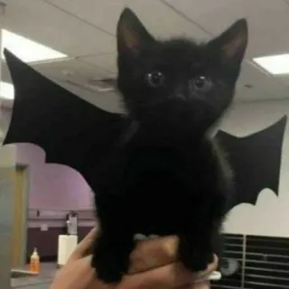 🦇 gatto, gattino, pipistrello, ali, halloween, animale domestico, animale, gatto nero telegram sticker