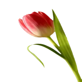 🌹 Blume, Tulpe, Pflanze, Natur, Frühling telegram sticker