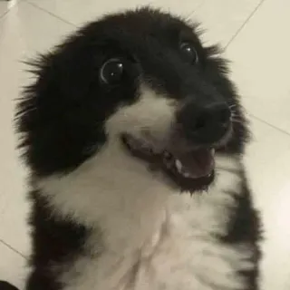 😀 hond, border collie, schattig, dier, huisdier telegram sticker