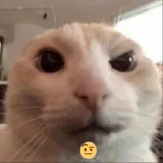 🤨 cat, thinking, meme, funny, animal telegram sticker