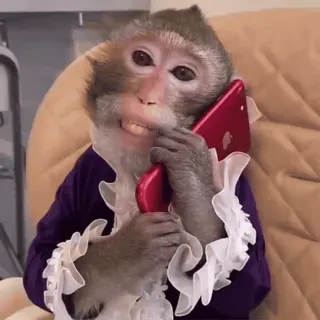 😆 macaco, telefone, animal, primate, fofo, engraçado whatsapp sticker