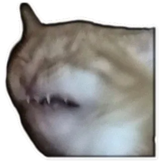 😩 chien, animal, mème, Cheems, Doge telegram sticker