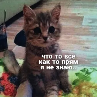 😒 Что то все как то прям я не знаю.. แมว, ลูกแมว, น่ารัก, ตลก, มีม, สัตว์, รัสเซีย telegram sticker
