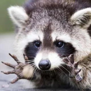 👐 mapache, animal, fauna, lindo, mamífero telegram sticker