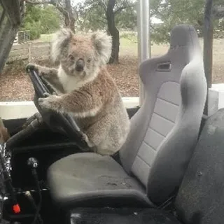 🐨 koala, driving, animal, wildlife, funny, car, australia telegram sticker