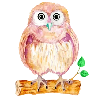 🦉 นกฮูก, นก, สีน้ำ, สัตว์, น่ารัก, ภาพประกอบ telegram sticker