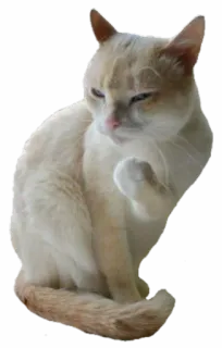 😡 gatto, animale, animale domestico, carino, felino, domestico whatsapp sticker