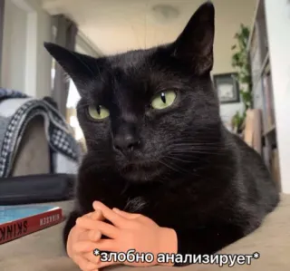 😠 *злобно анализирует gato, malvado, planeando, humor, meme telegram sticker
