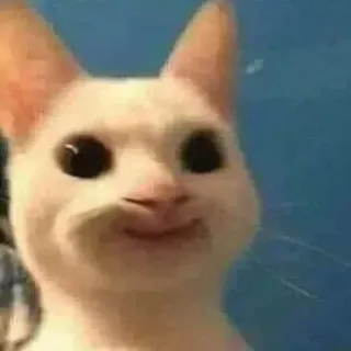 🙂 猫, ミーム, 面白い, 動物 telegram sticker