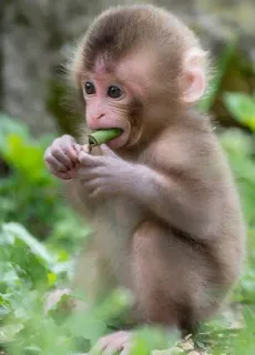 🐒 singe, bébé singe, animal, faune, mignon, primate, nature telegram sticker