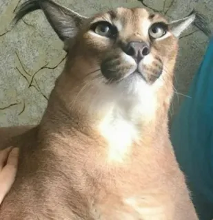 🙄 caracal, cat, floppa, animal, big cat telegram sticker