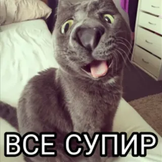 👍 ВСЕ СУПИР 고양이, 웃긴, 밈, 러시아, supir telegram sticker