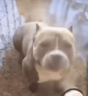 🙂 perro, pitbull, animal, mascota, lindo, animal doméstico telegram sticker